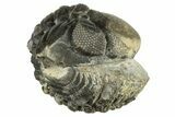 Wide, Enrolled Austerops Trilobite - Morocco #224247-1